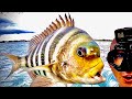 CRAZY *SHEEPSHEAD* Catch, Clean and Cook (BlueGabe Style)