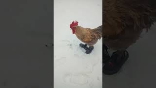 Півень В Капцях Взимку #Chicken #Chick