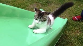 slide cat