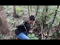 Berburu bambu pethuk asli di hutan