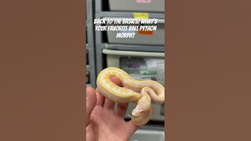 What’s your favorite?! #ballpython #reptiles #trending