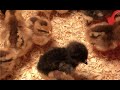 The Chicks | Our Baby Chicks Have Arrived!
