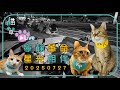 貓草直播 20250727 寧靜革命 星光相伴 柯文哲 小草 土城陪阿北 聊聊監票的事 貓草直播 20250727 寧靜革命 星光相伴 柯文哲 小草 土城陪阿北 聊聊監票的事