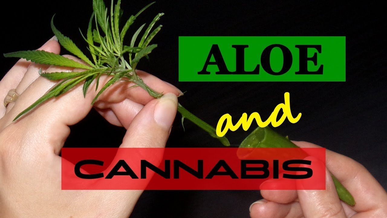 Clone, Foliar-feed and Germinate Your Cannabis With Aloe Vera!
