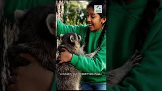 Raccoon Nearly Lost Air 🦝💔 | Girl Removes Deadly Parasite #animals #wildlife #rescue
