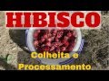 Hibisco - Colheita e processamento