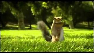 kit kat advert ( squirrel ) 00_00_24-00_00_33.avi