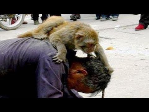 when-monkeys-attack