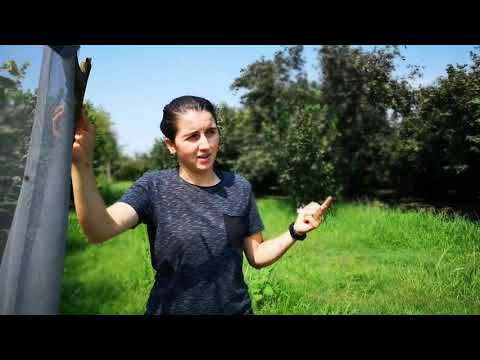 როგორ ვებრძოლოთ ფაროსანას