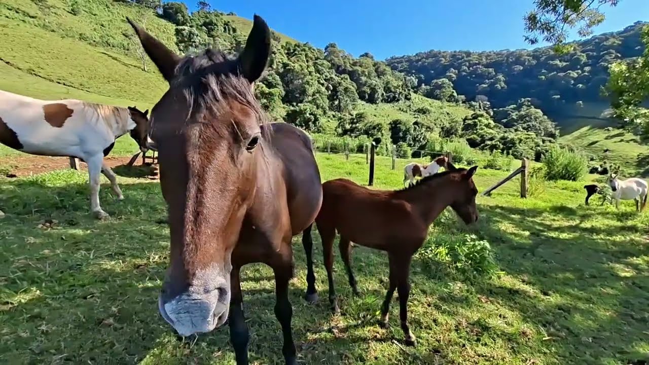 A SIMPLICIDADE DE UM DIA NO CAMPO