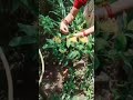 Yellow Ixora Kune Kune Enekei Koisil Baru Soil Gardening рџЊїрџЊ Yellow Ixora Kune Kune Enekei Koisil Baru Soil Gardening рџЊїрџЊ