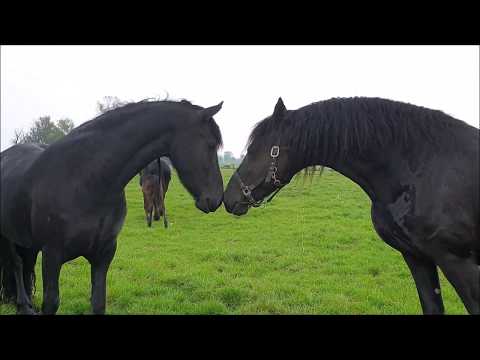 rainy-day-at-the-pasture-with-the-friesian-foals-and-horses.