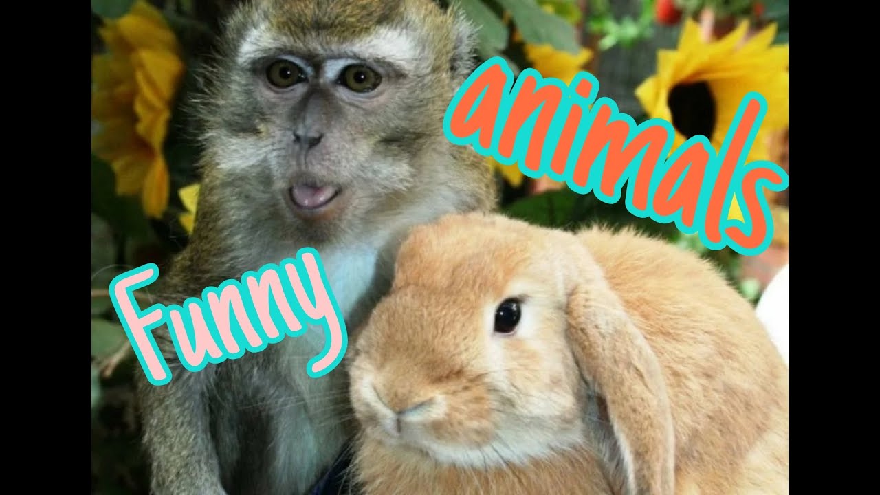 funny animals doing crazy things 💗 Funny animals videos YouTube