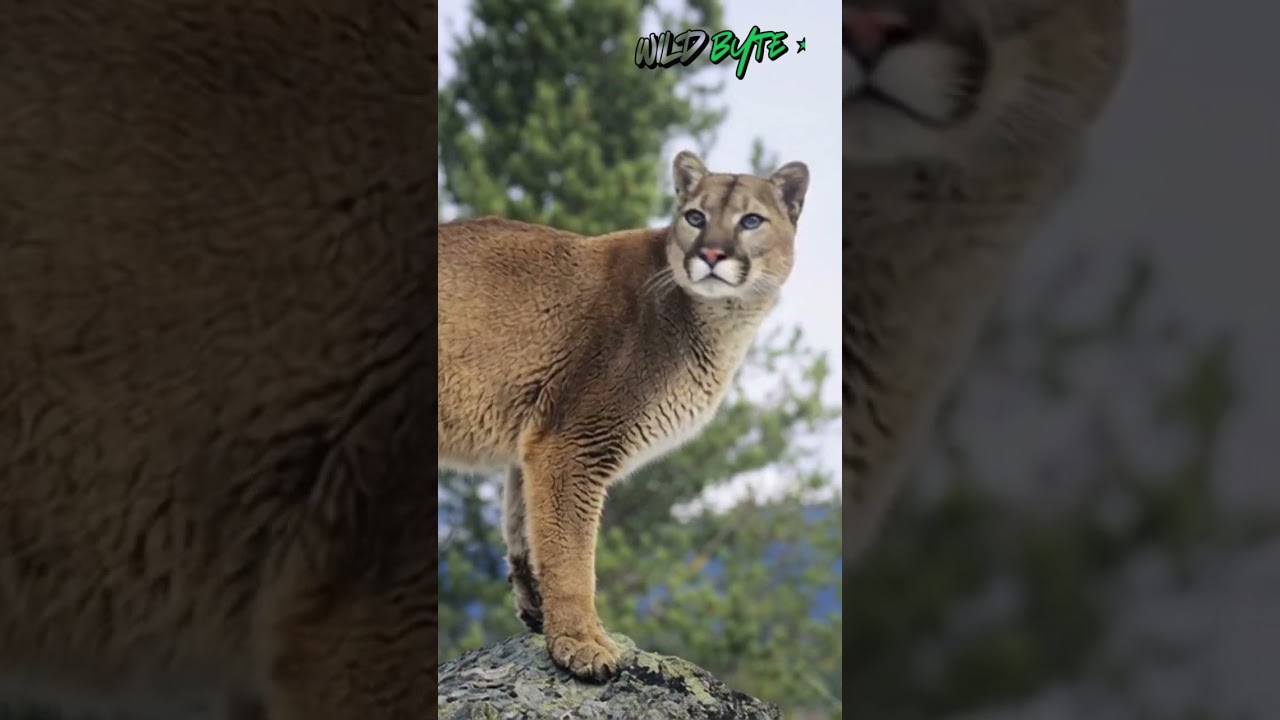 This Predator Can Kill You Without Being Seen