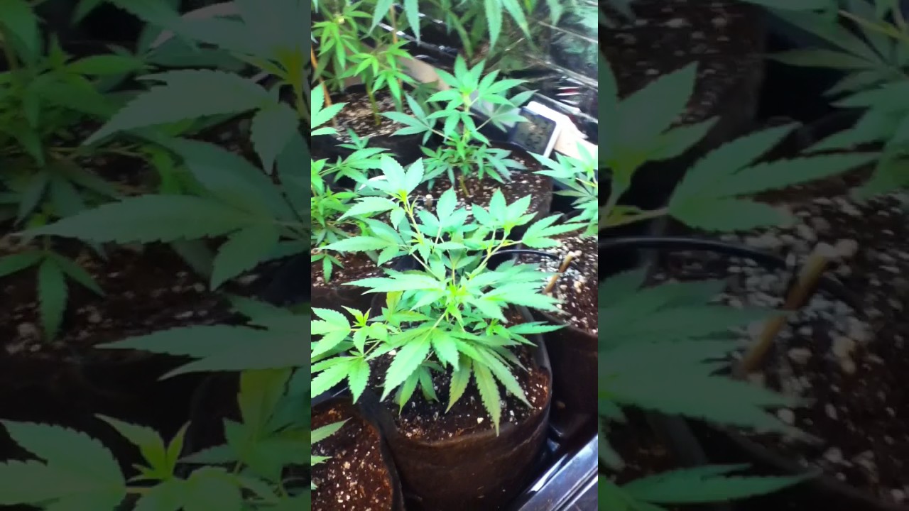 New veg room extention, Strains Blue Lemon Thai, Blue Dream, Tangerine Dream, Cu'vee, Nurse Jackie