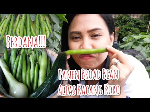 Video: Babi Dengan Kacang Dan Tomato