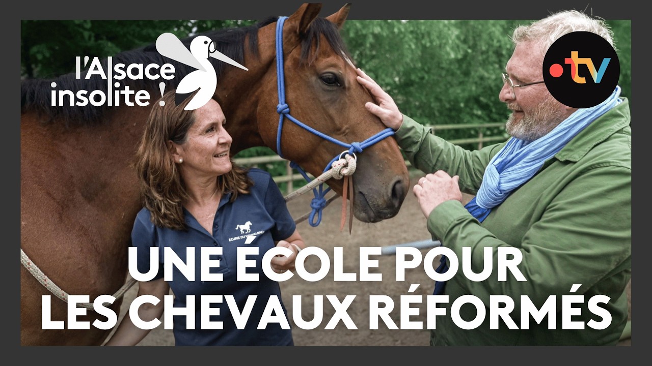 Insolite : une école de reconversion pour les chevaux de course en fin de carrière