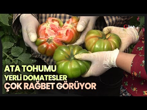 Video: Büyük domates çeşitleri: genel bakış, açıklama, özellikler
