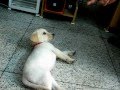 Labrador Puppy Training and Tricks