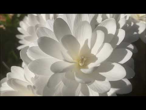 Video: White Bloodroot