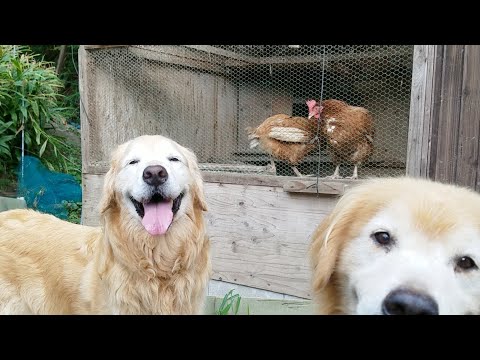 癒し動画 うさぎ The calamity chicken girls and Golden retriever unrelated
