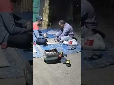 أشباح ضحك ابلور