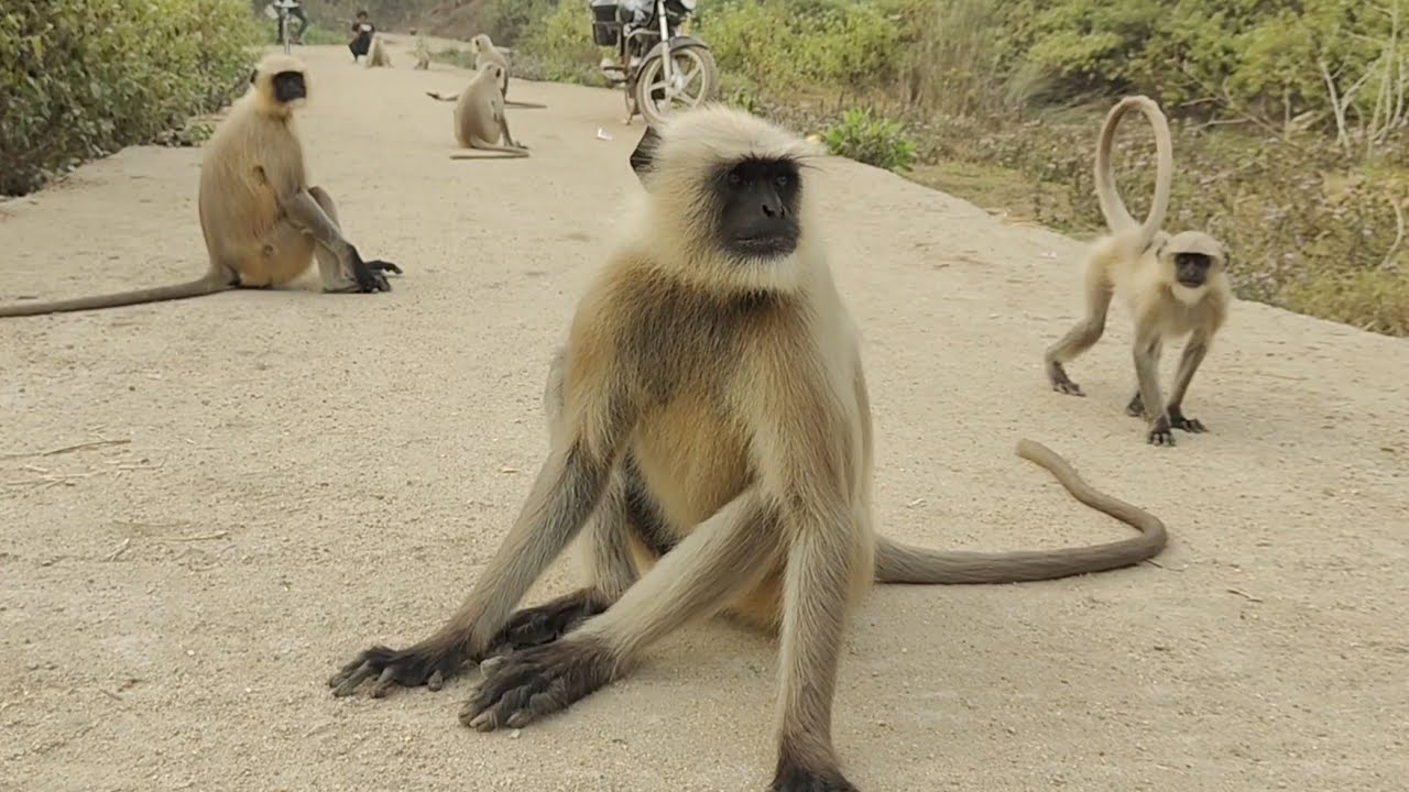 Peaceful Langurs Sitting Calmly on a Quiet Village Road