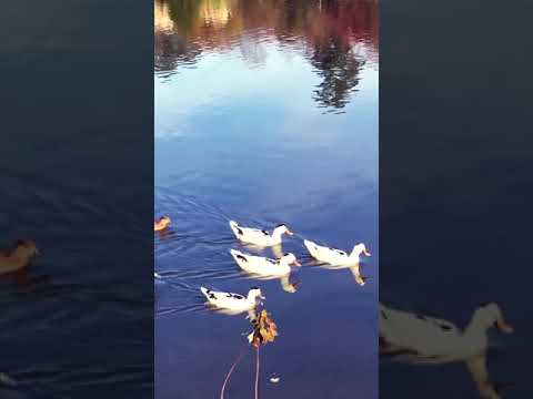 Ducks love  to swim in pond duck#swim#pond#shorts