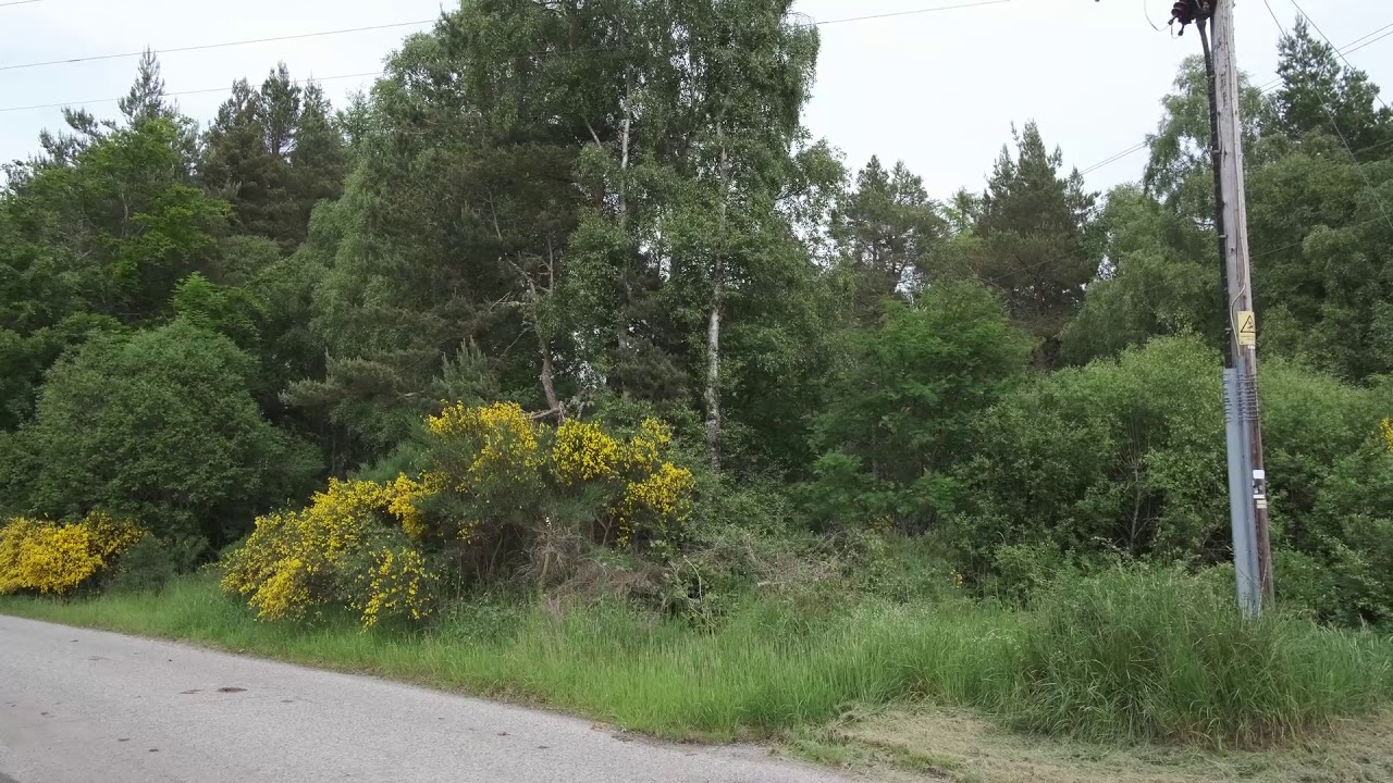 Garden Warbler song near Invergordon 16th June 2020 