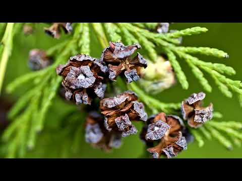 Video: Elkhorn Cedar Information - Opi kasvattamaan Elkhorn Cedar puita