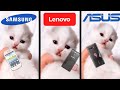 Cute kitten meows but famous phone ringtones 2