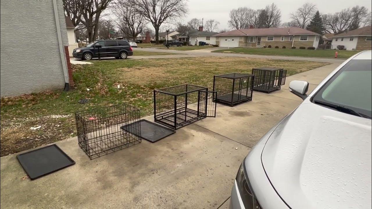 All my dogs caught kennel cough! YouTube