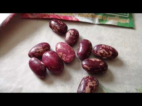 Фасоль с ореховым вкусом❗ Фасоль Борлотто❗Borlotto beans.