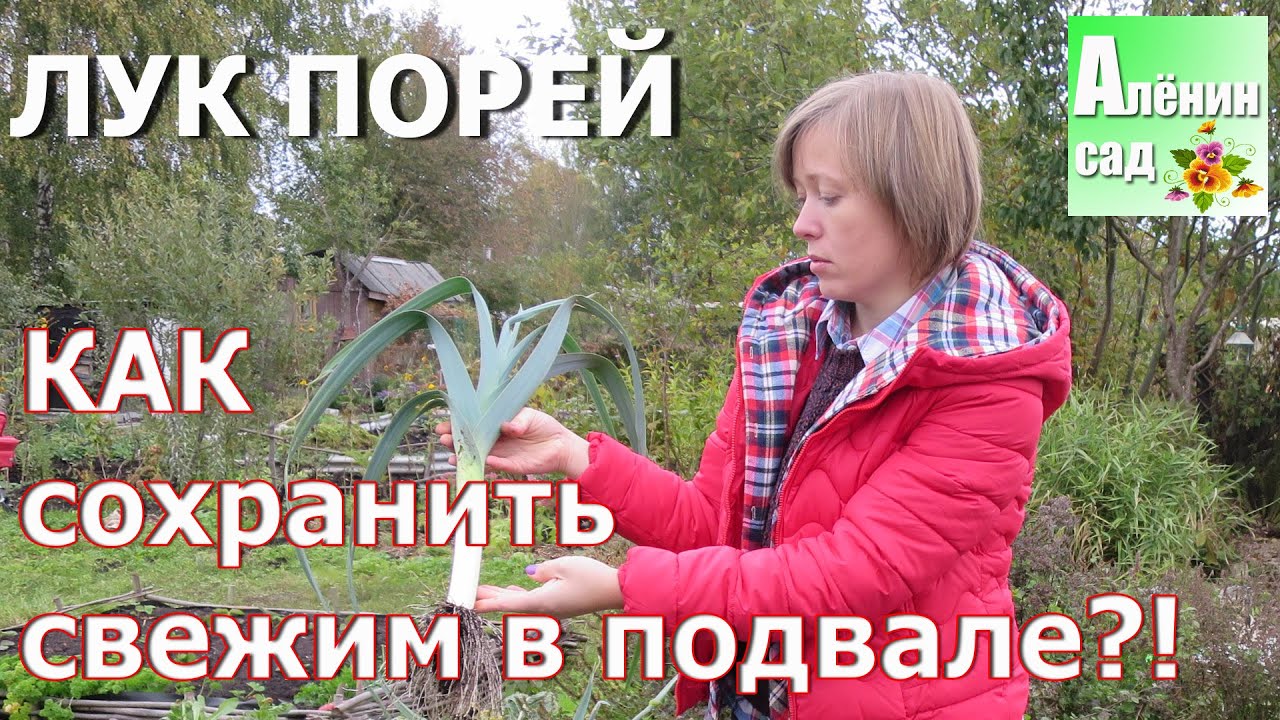 ЛУК-ПОРЕЙ Как сохранить СВЕЖИМ в подвале?!!