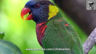 Bird Call: COCONUT LORIKEET