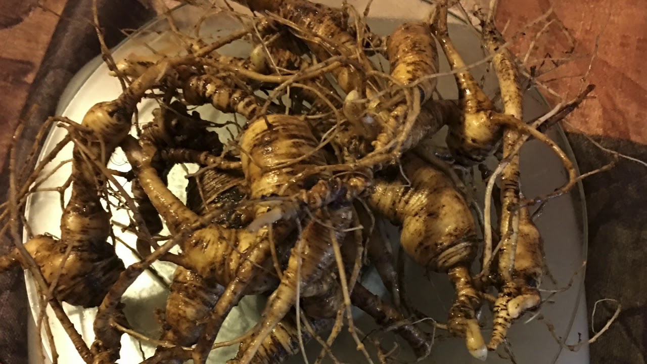Ginseng  Pic’s