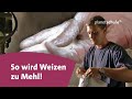 Wie wird aus weizen mehl  planet schule