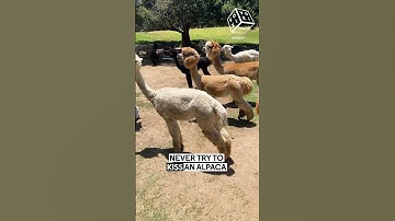Never kissing an Alpaca: Confirmed ✅ IG/sooshyi #Alpaca #RelatableLaughs #FeedYourCurious #shorts