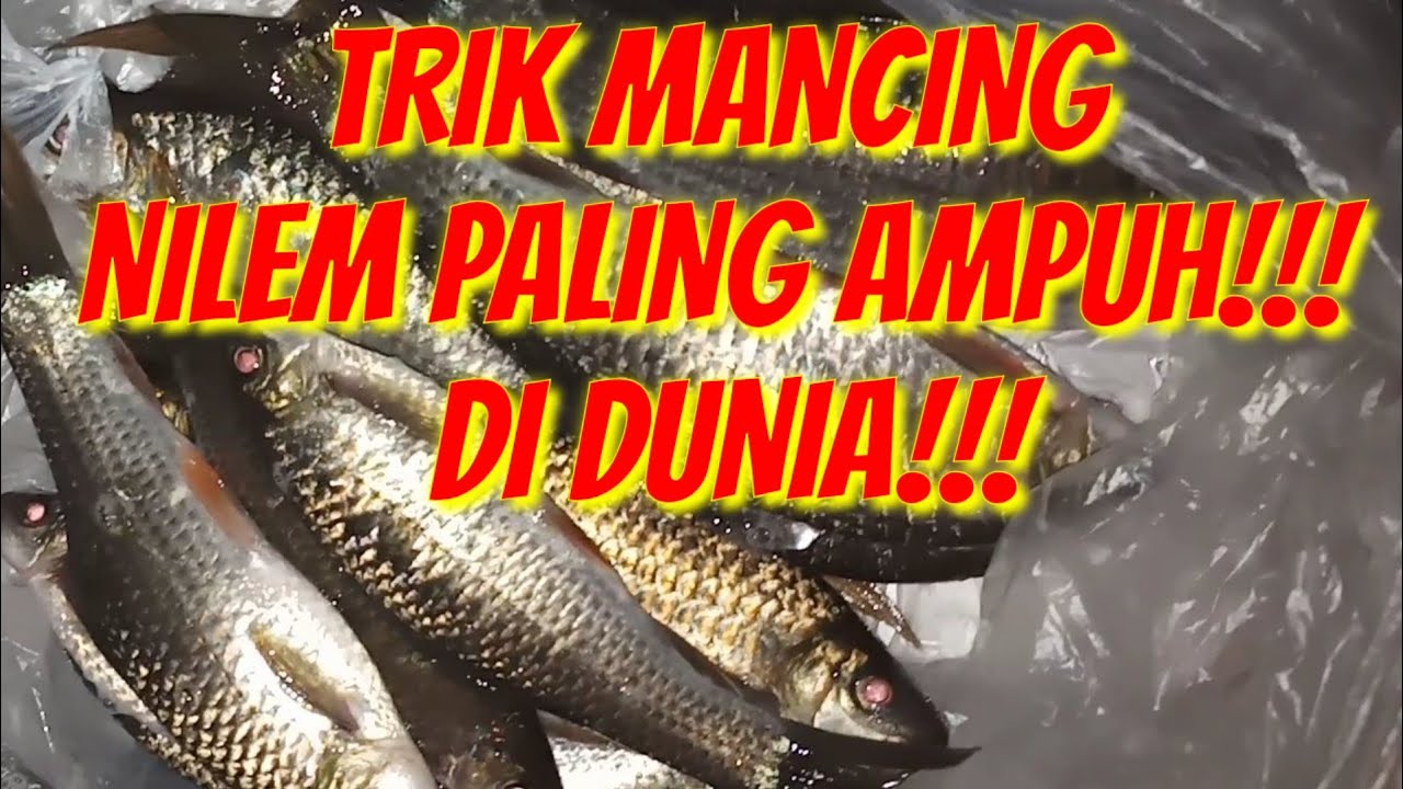 download video mancing paling seru