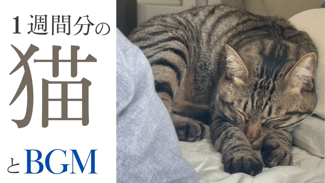【作業用BGM】朝の静けさと心が静まるピアノで集中する25分|猫と過ごす・勉強/仕事用 #作業用BGM #勉強用BGM #ピアノ #猫