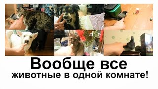 ВООБЩЕ ВСЕ ЖИВОТНЫЕ В ОДНОЙ КОМНАТЕ! ВООБЩЕ ВСЕ ЖИВОТНЫЕ В ОДНОЙ КОМНАТЕ!