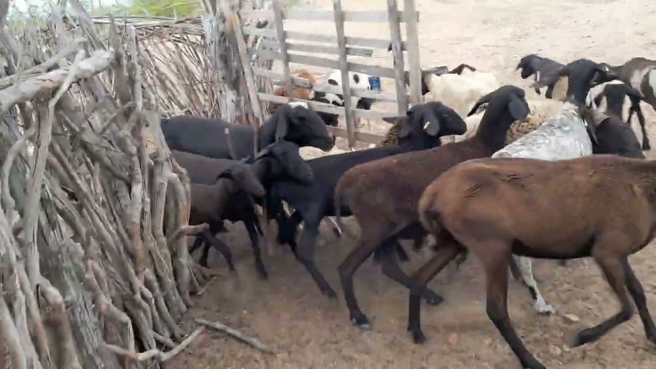 Botando pela manhã milho pra ovelhas elas ama