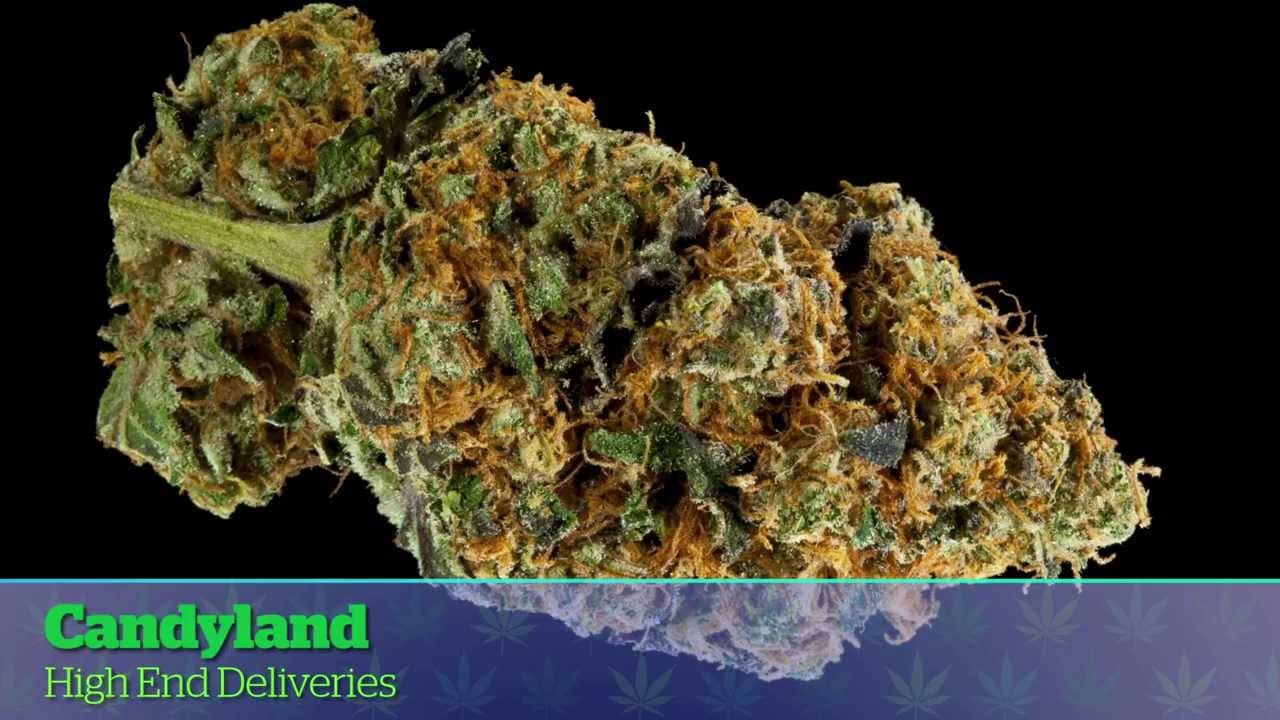 LA Medical Cannabis Cup 2014: Sativa Entries