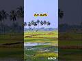 మా ఊరు #youtubeshorts #shortvideo #naturelovers #greenary #palletooru