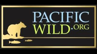 Transient Killer Whales Hydrophone Recording - March 11, 2013