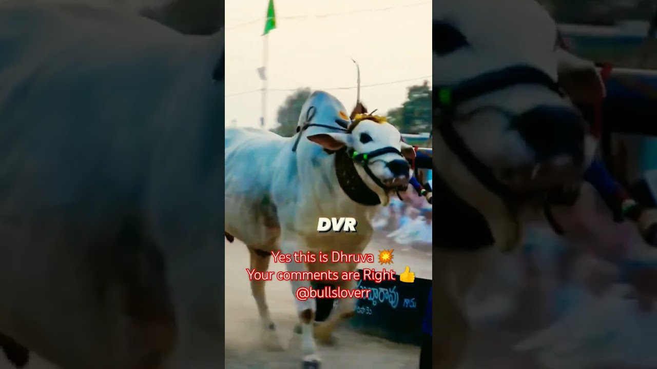 Yes this is Dhruva bull 🔥
