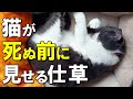 猫は死期が近づくとどんな行動をとる?猫が死ぬ直前に大切な人にしか見せない3つの仕草【保護猫】