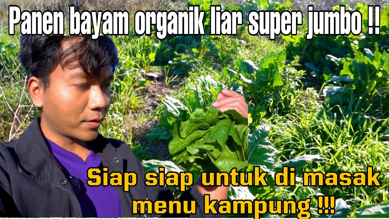 PANEN BAYAM LIAR ORGANIK UNTUK DI MASAK SAYUR BOBOR !!! SAMPAI KEPLESET DAN NYUNGSEP!!!