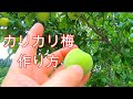 【青梅】カリカリ梅の作り方~出来上がり 約半月