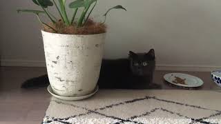 寝ながら食べる猫　Lazy cat by Susuki 89 views 2 years ago 1 minute, 2 seconds